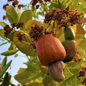 anacardium-occidentale-800x600